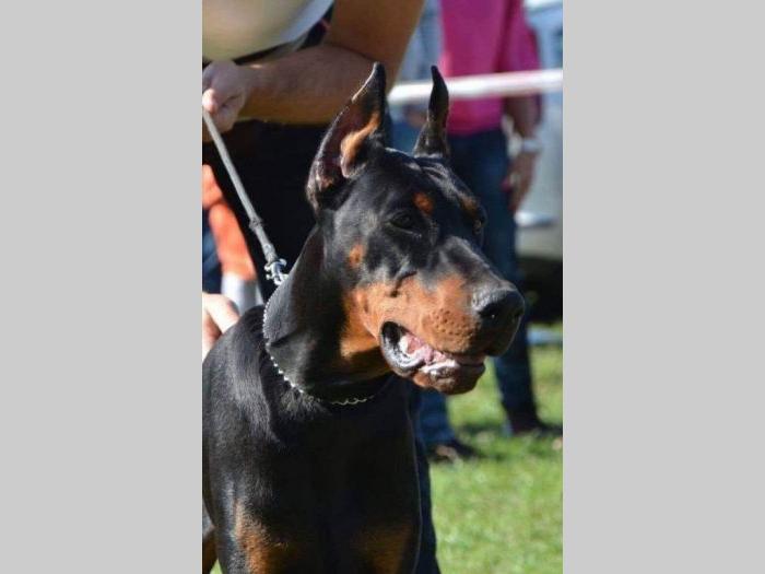 doberman štenci vrhunskog kvaliteta besplatni mali oglasi