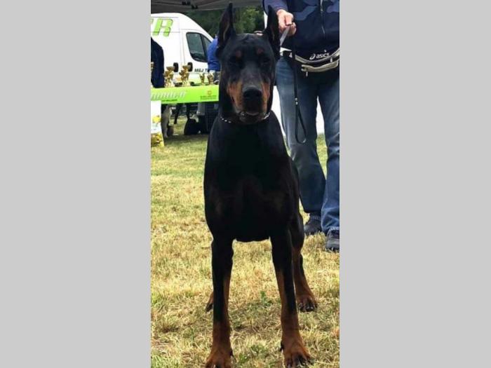 doberman štenci vrhunskog kvaliteta besplatni mali oglasi