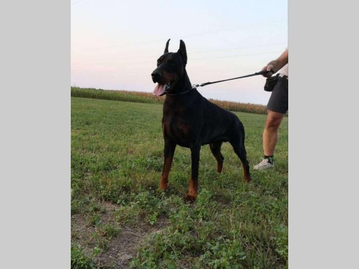 doberman štenci vrhunskog kvaliteta besplatni mali oglasi