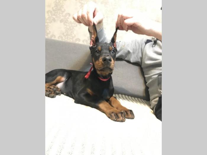 doberman štenci vrhunskog kvaliteta besplatni mali oglasi