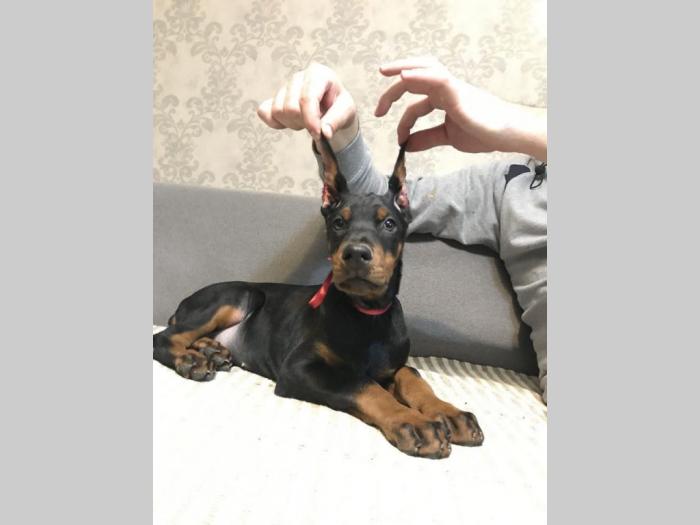 doberman štenci vrhunskog kvaliteta besplatni mali oglasi