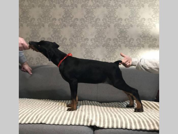 doberman štenci vrhunskog kvaliteta besplatni mali oglasi