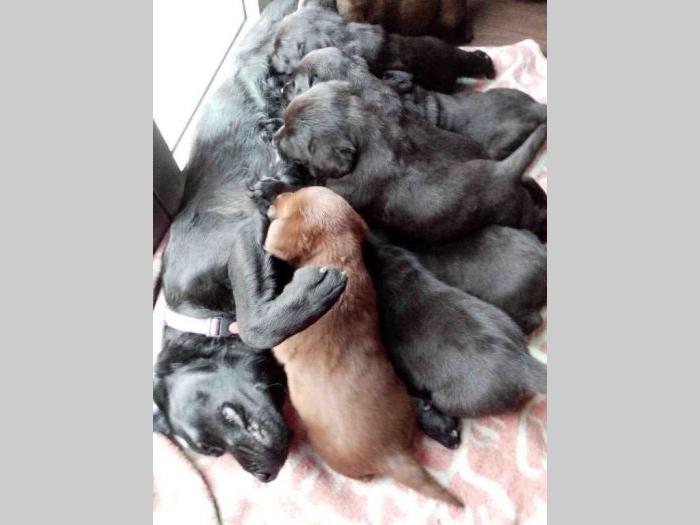 labrador retriveri vrhunskog kvaliteta besplatni mali oglasi