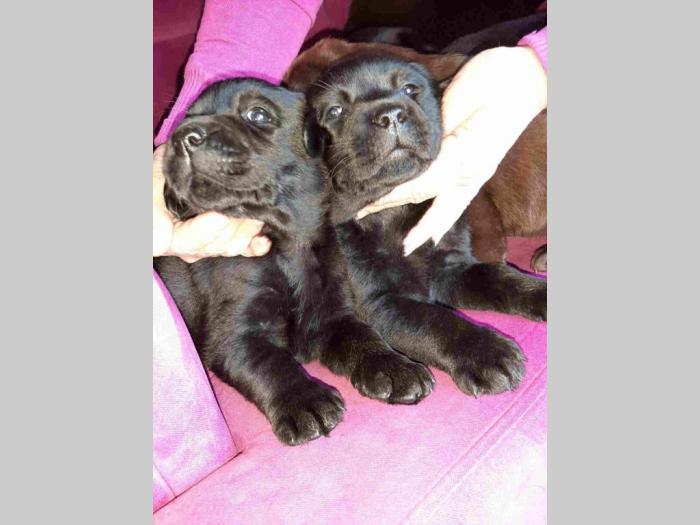 labrador retriveri vrhunskog kvaliteta besplatni mali oglasi