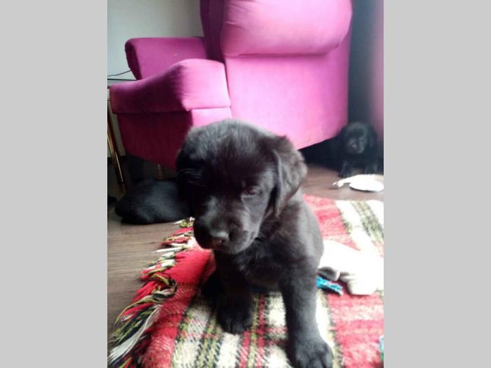 labrador retriveri vrhunskog kvaliteta besplatni mali oglasi