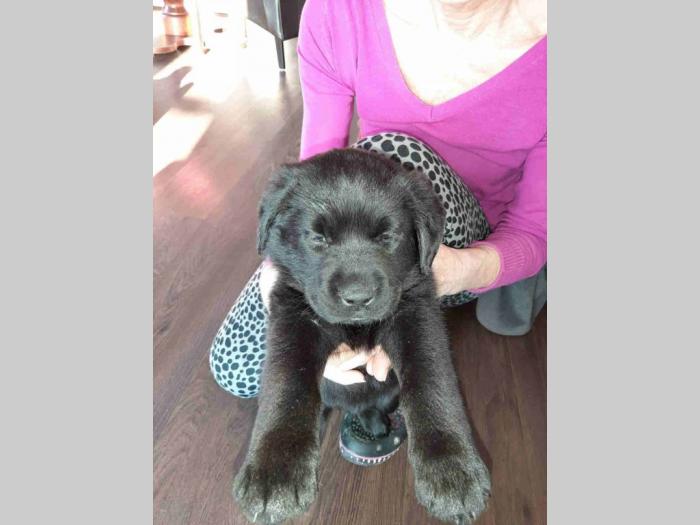 labrador retriveri vrhunskog kvaliteta besplatni mali oglasi