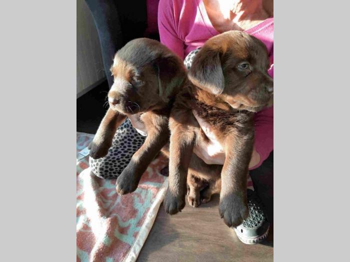 labrador retriveri vrhunskog kvaliteta besplatni mali oglasi
