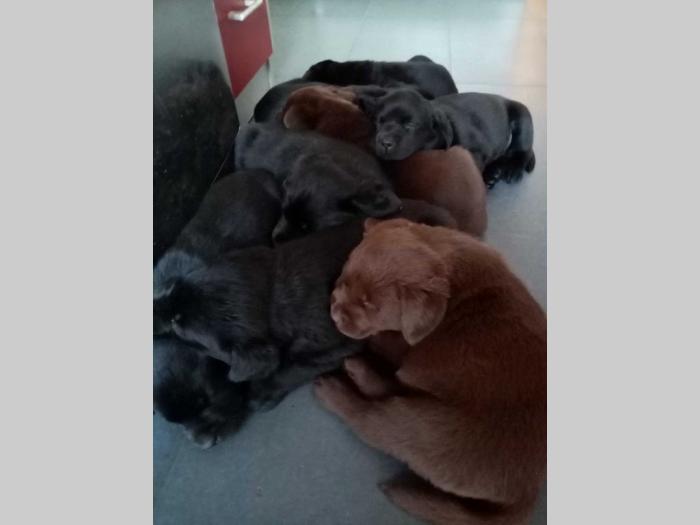 labrador retriveri vrhunskog kvaliteta besplatni mali oglasi