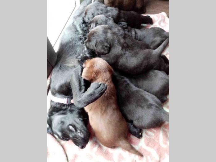 labrador retriveri vrhunskog kvaliteta besplatni mali oglasi