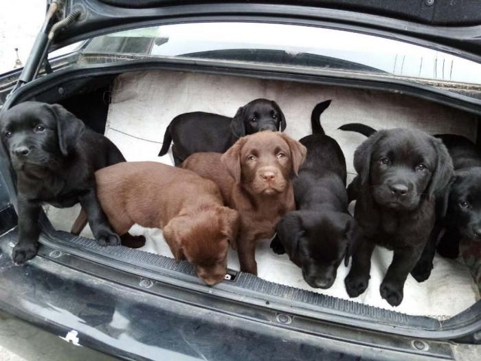 labrador retriveri vrhunskog kvaliteta besplatni mali oglasi