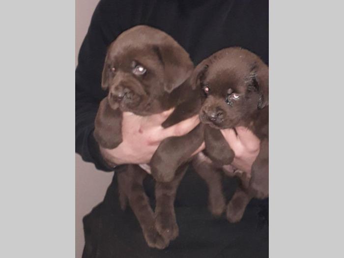 čokoladni labradori stari 3 meseca besplatni mali oglasi