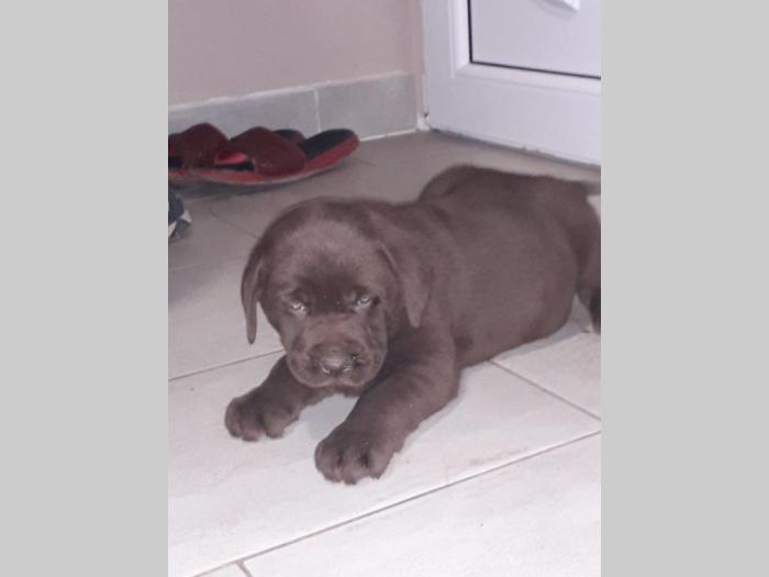 čokoladni labradori stari 3 meseca besplatni mali oglasi
