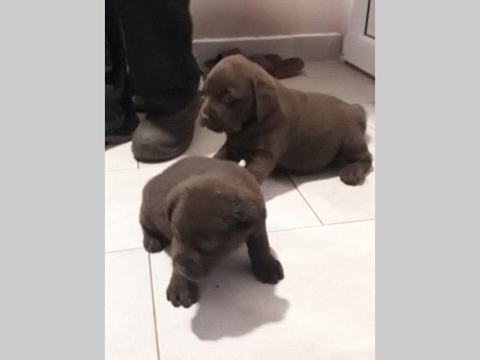 čokoladni labradori stari 3 meseca besplatni mali oglasi