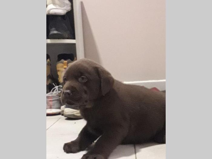 čokoladni labradori stari 3 meseca besplatni mali oglasi