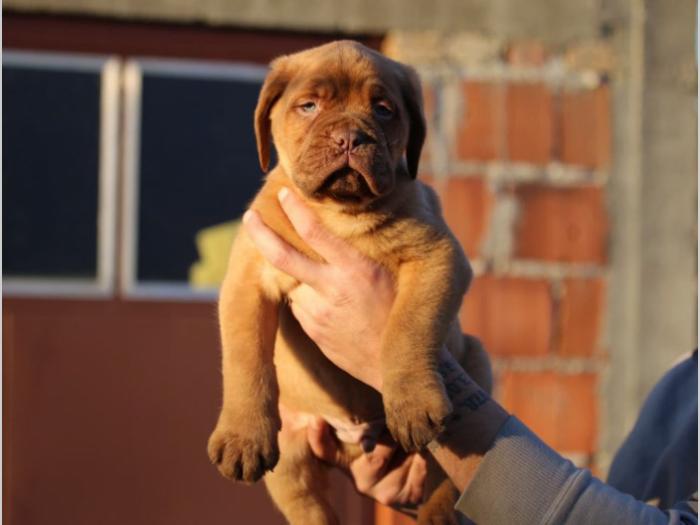 bordoške doge vrhunskog pedigrea besplatni mali oglasi