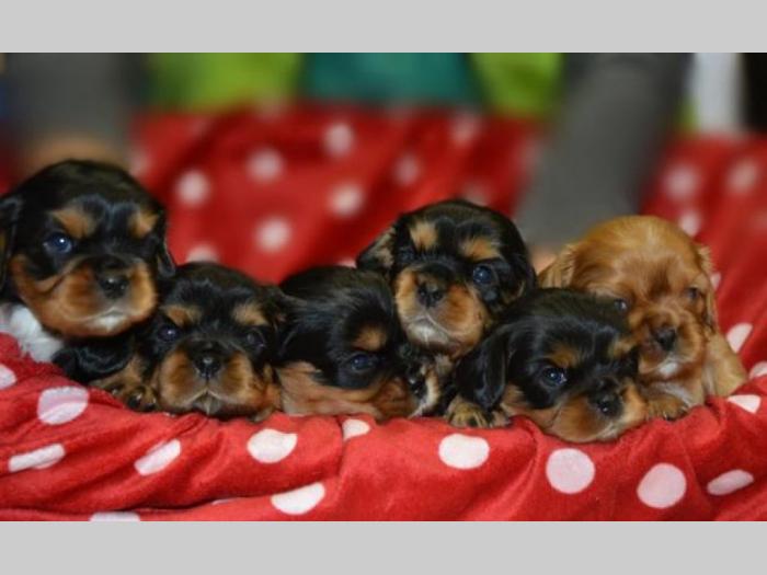 cavalier king charles španijel besplatni mali oglasi