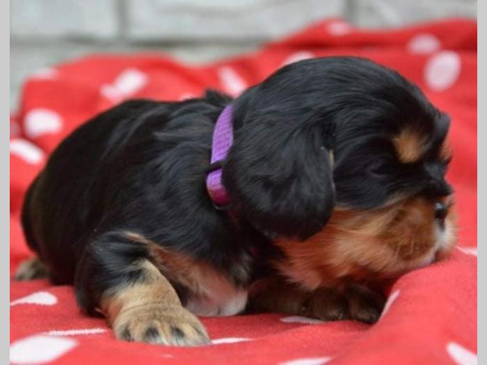 cavalier king charles španijel besplatni mali oglasi