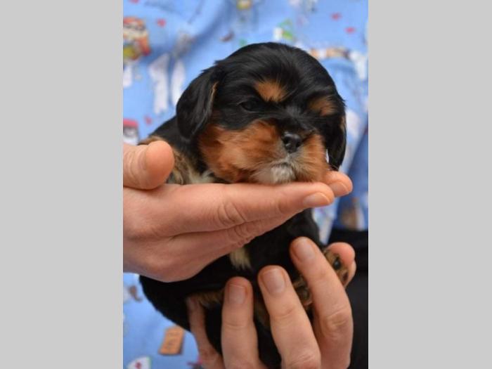 cavalier king charles španijel besplatni mali oglasi
