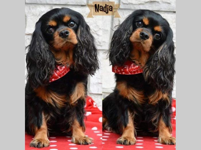 cavalier king charles španijel besplatni mali oglasi