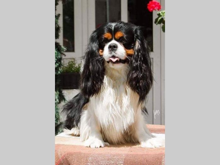 cavalier king charles španijel besplatni mali oglasi