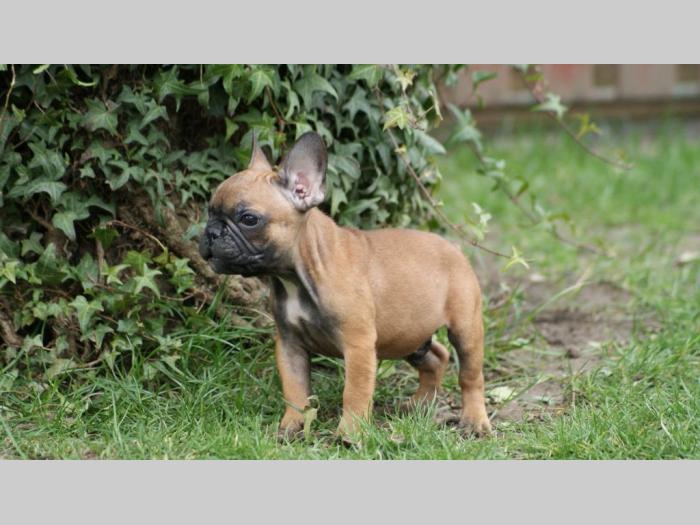 francuski buldog štenci besplatni mali oglasi