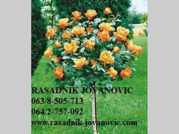 ruže stablašice besplatni mali oglasi