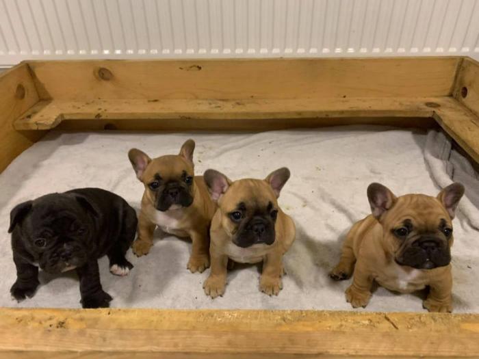 francuski buldog štenci izložbenog kvaliteta besplatni mali oglasi