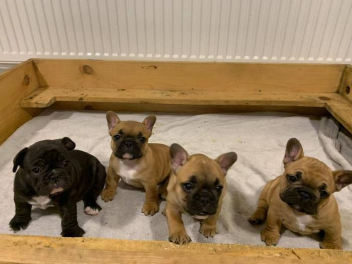 francuski buldog štenci izložbenog kvaliteta besplatni mali oglasi