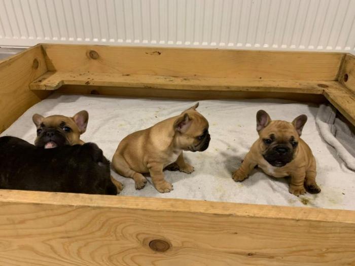 francuski buldog štenci izložbenog kvaliteta besplatni mali oglasi