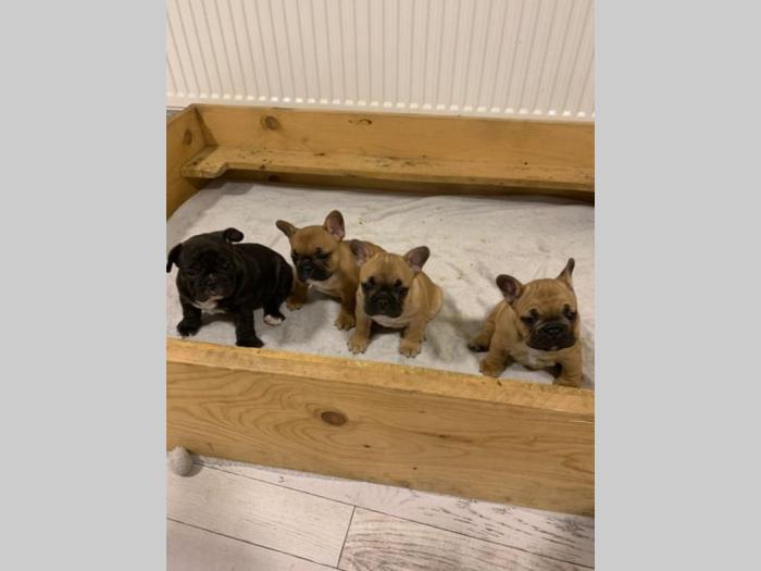 francuski buldog štenci izložbenog kvaliteta besplatni mali oglasi