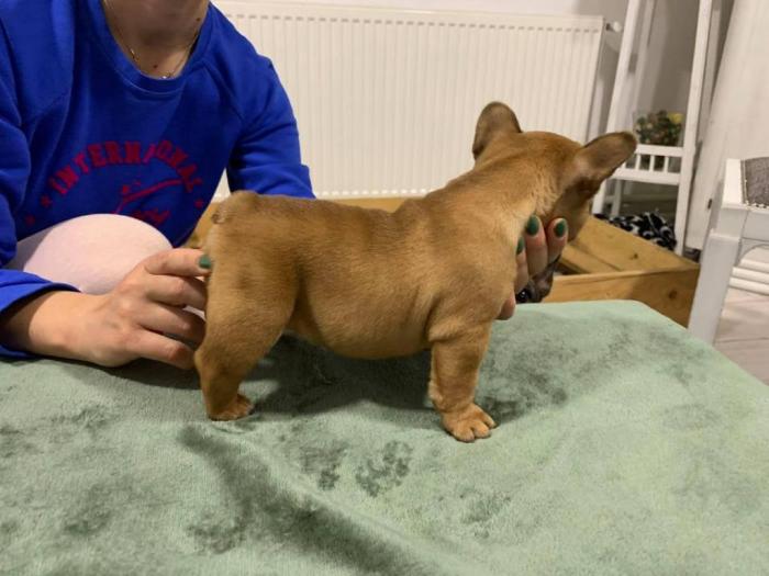 francuski buldog štenci izložbenog kvaliteta besplatni mali oglasi