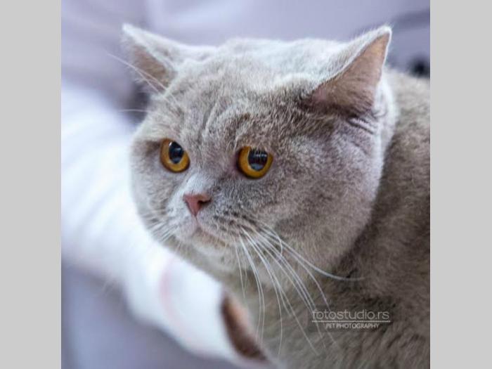 ruska plava,britanska i maine coon mačka besplatni mali oglasi