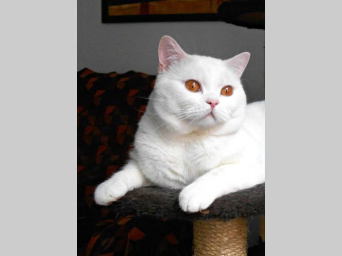 ruska plava,britanska i maine coon mačka besplatni mali oglasi