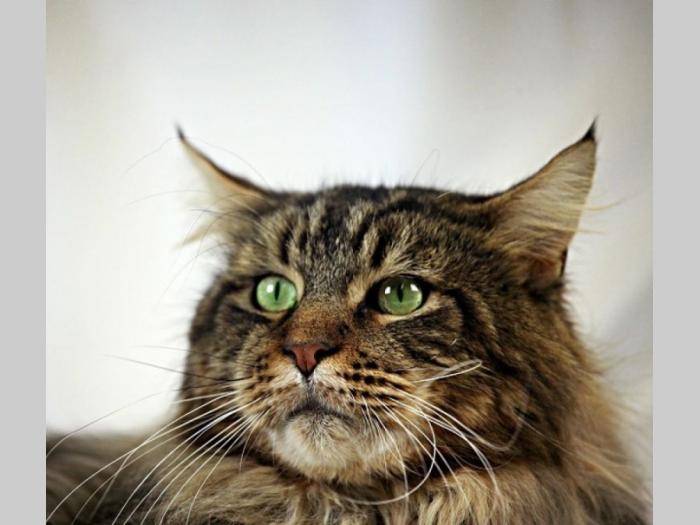 ruska plava,britanska i maine coon mačka besplatni mali oglasi