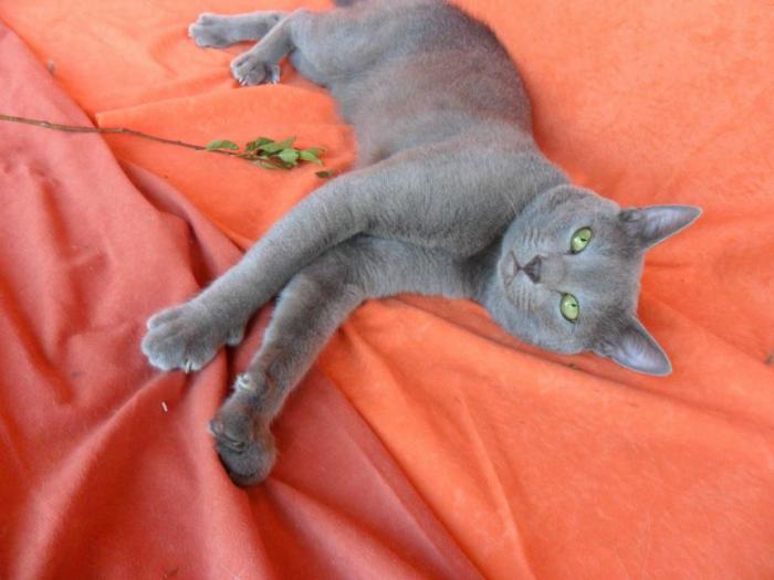 ruska plava,britanska i maine coon mačka besplatni mali oglasi