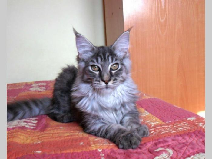 ruska plava,britanska i maine coon mačka besplatni mali oglasi