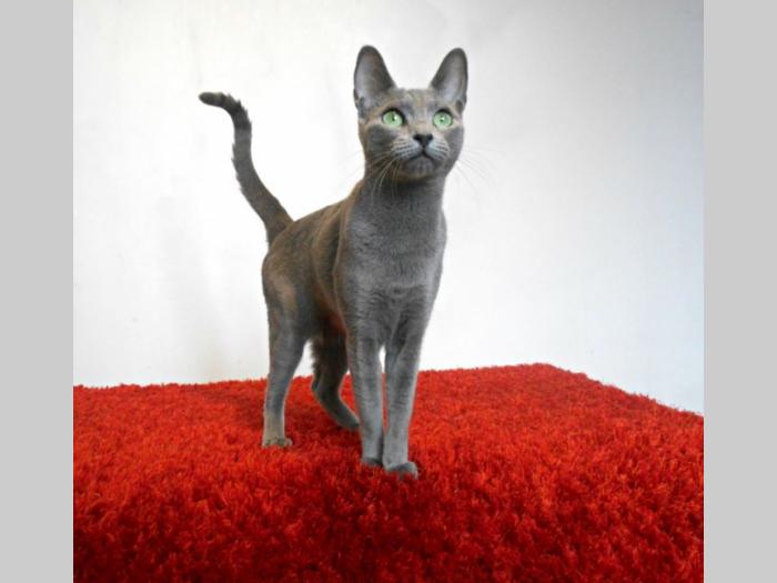 ruska plava,britanska i maine coon mačka besplatni mali oglasi