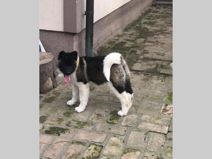 američka akita ženke na prodaju besplatni mali oglasi