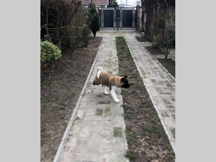 američka akita ženke na prodaju besplatni mali oglasi