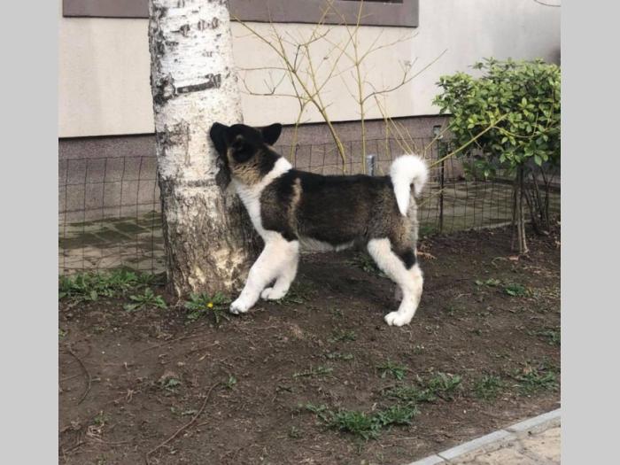 američka akita ženke na prodaju besplatni mali oglasi