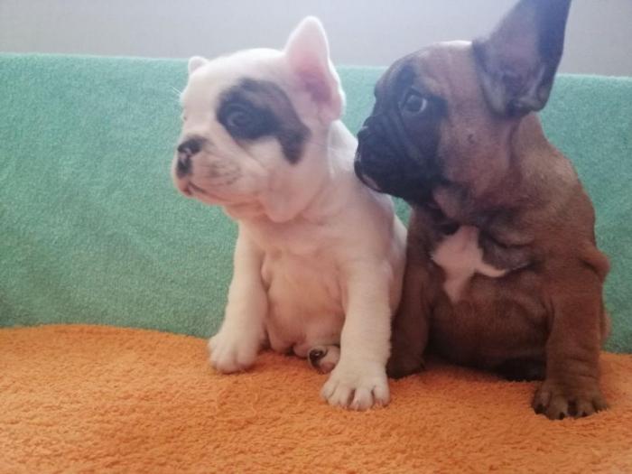 francuski buldog štenci besplatni mali oglasi