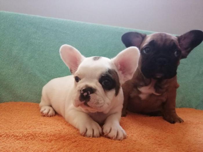 francuski buldog štenci besplatni mali oglasi