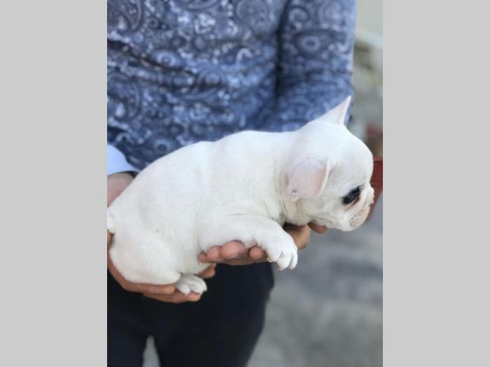 francuski buldog muško štene besplatni mali oglasi