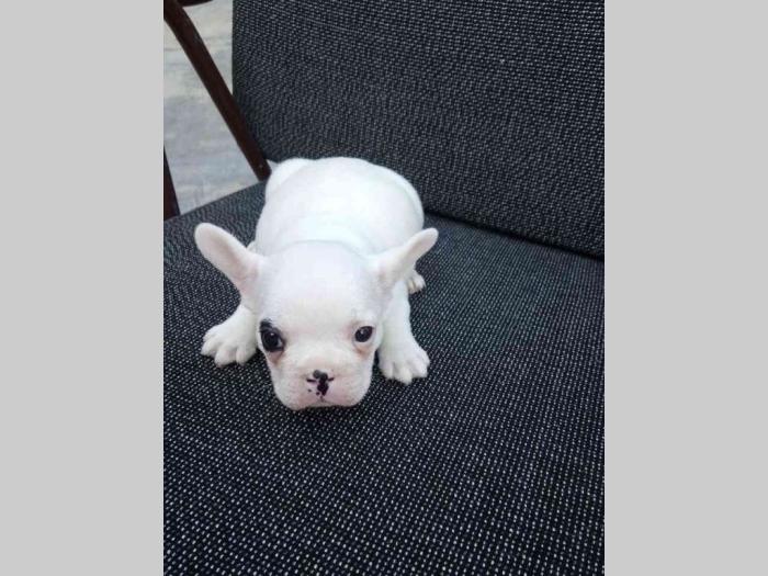 francuski buldog muško štene besplatni mali oglasi