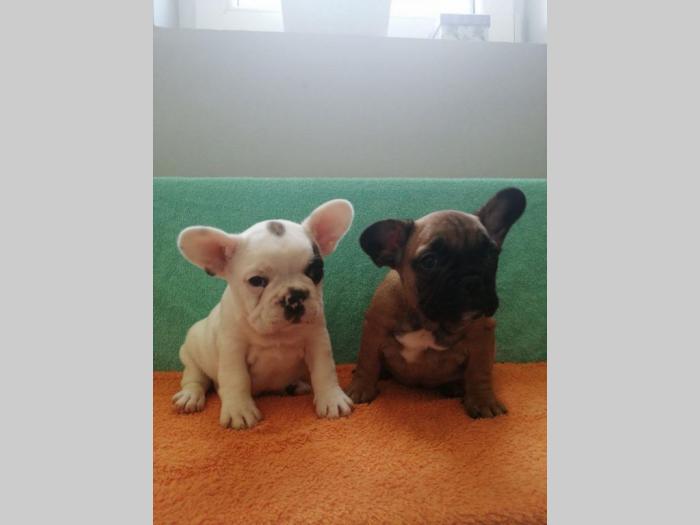 francuski buldog štenci oba pola besplatni mali oglasi