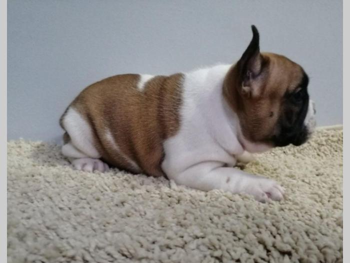 francuski buldog štenci oba pola besplatni mali oglasi