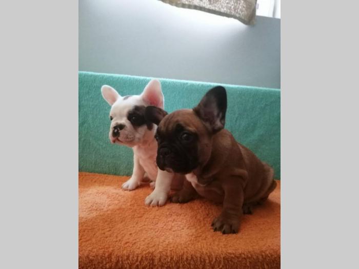 francuski buldog štenci oba pola besplatni mali oglasi