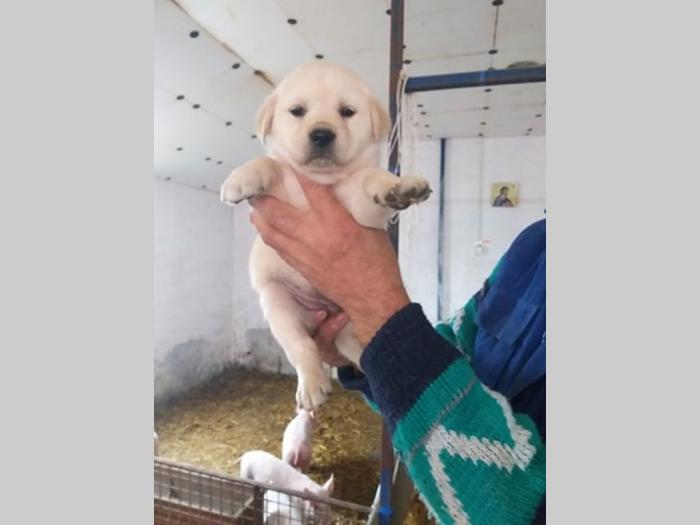zlatni retriver, labrador štenci besplatni mali oglasi