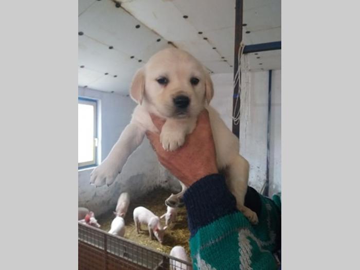 zlatni retriver, labrador štenci besplatni mali oglasi