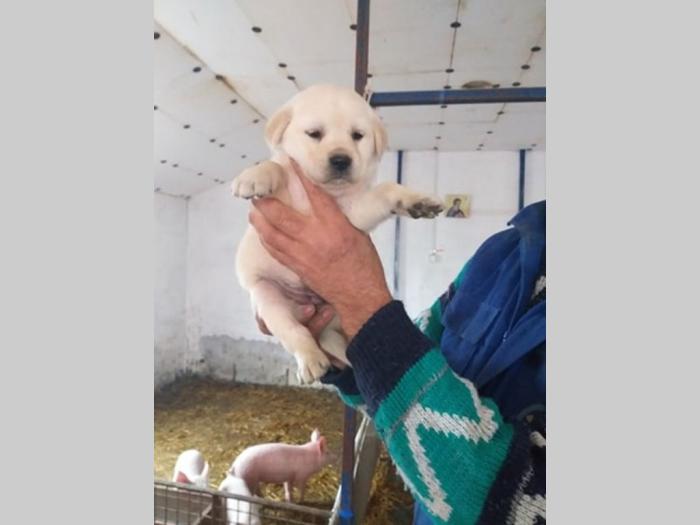 zlatni retriver, labrador štenci besplatni mali oglasi